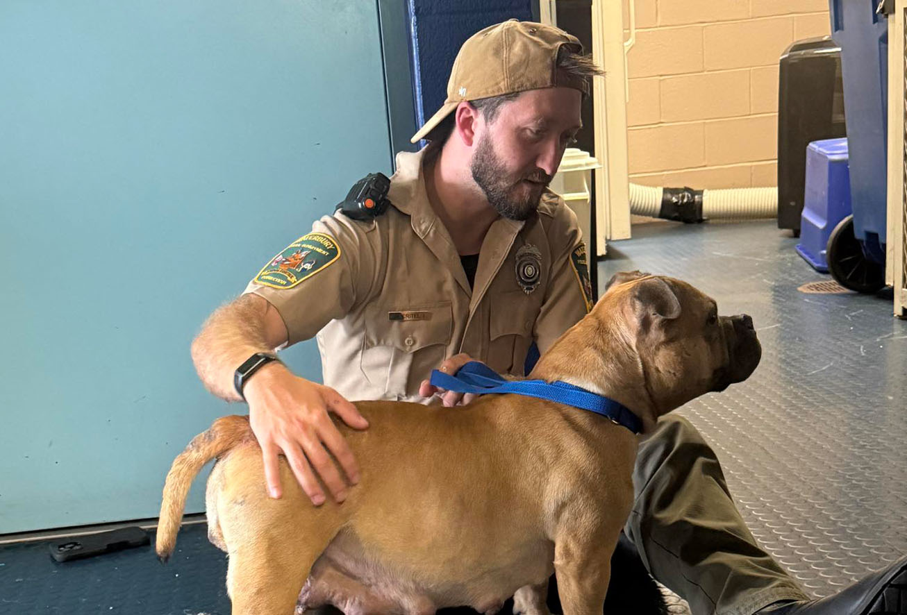 Waterbury Animal Control officer kneeling and petting a large tan dog on a blue leash